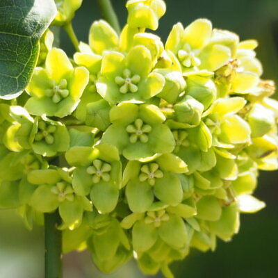 Dregea volubilis / Wattakaka volubilis - Sneeze Wort, Green Wax Flower, Jukti