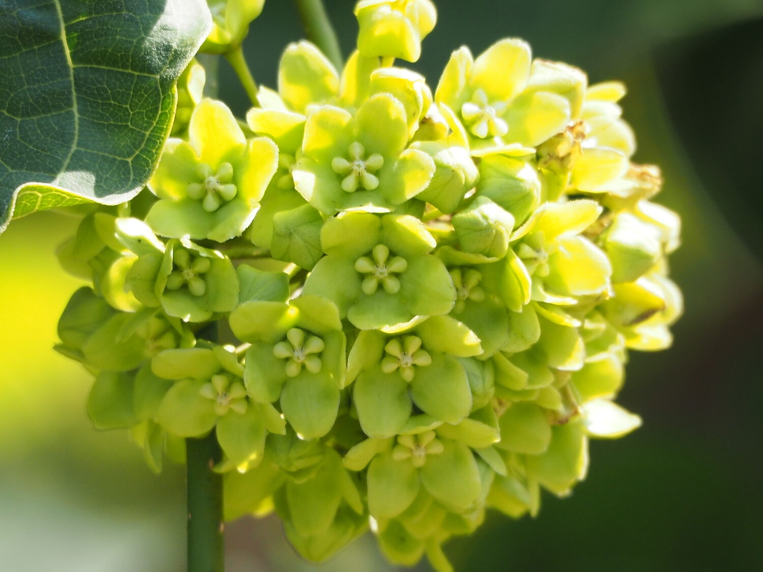Dregea volubilis / Wattakaka volubilis - Sneeze Wort, Green Wax Flower, Jukti