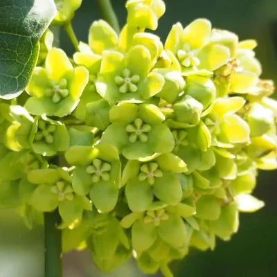 Dregea volubilis / Wattakaka volubilis - Sneeze Wort, Green Wax Flower, Jukti