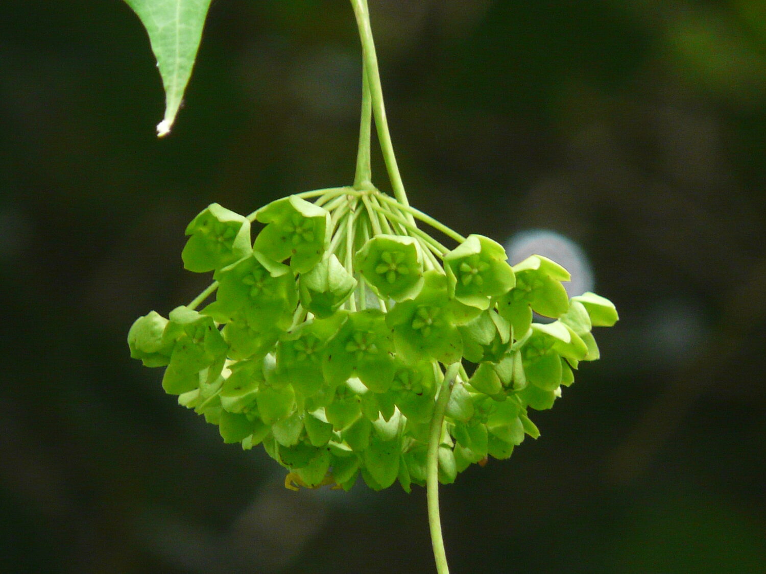 Dregea volubilis / Wattakaka volubilis - Sneeze Wort, Green Wax Flower, Jukti - Image 11