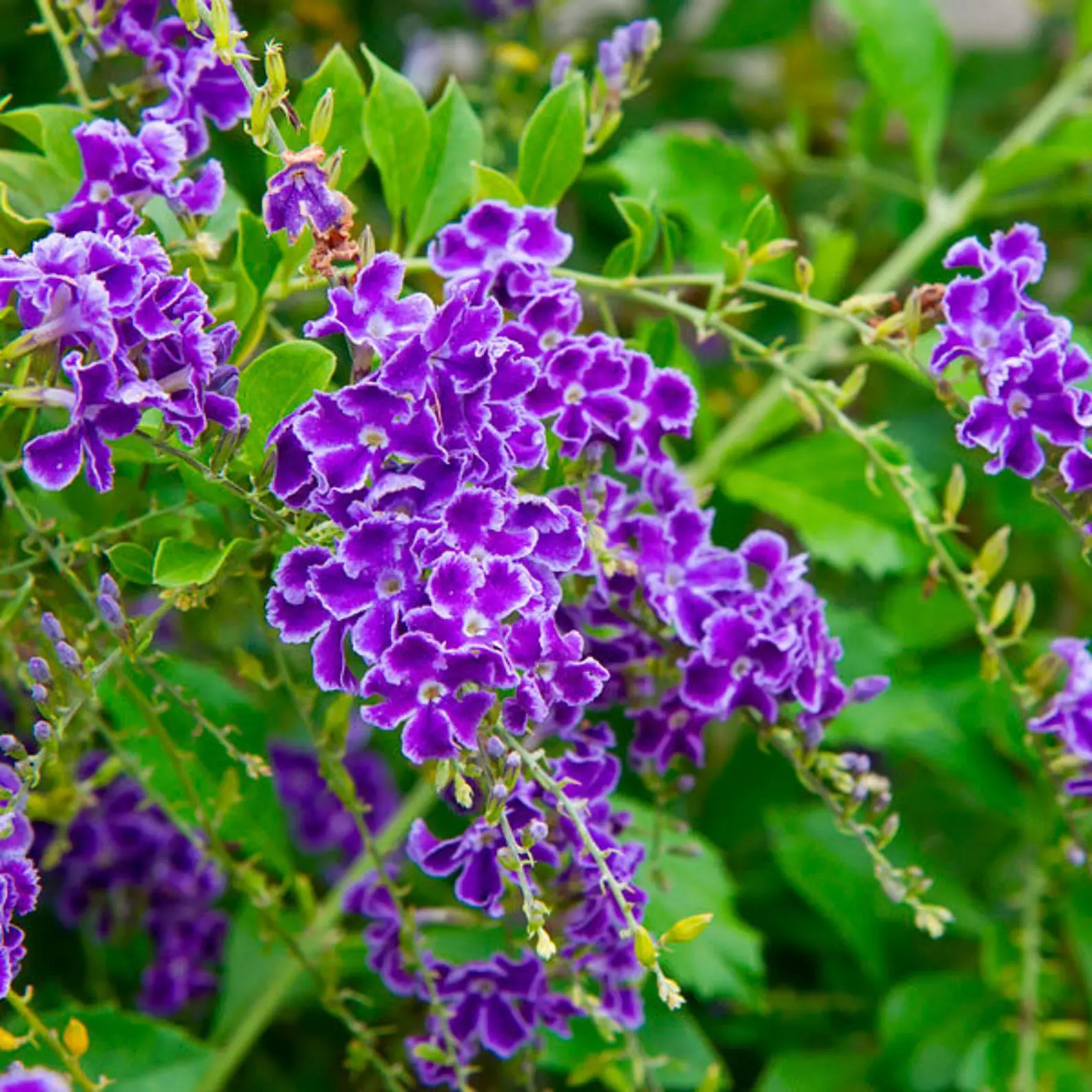 Duranta erecta - Golden Dewdrop