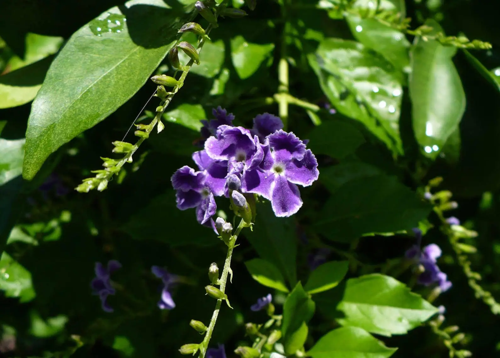 Duranta erecta - Golden Dewdrop - Image 3
