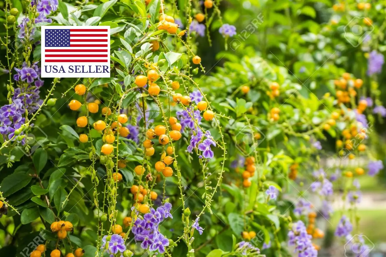 Duranta erecta - Golden Dewdrop - Image 8
