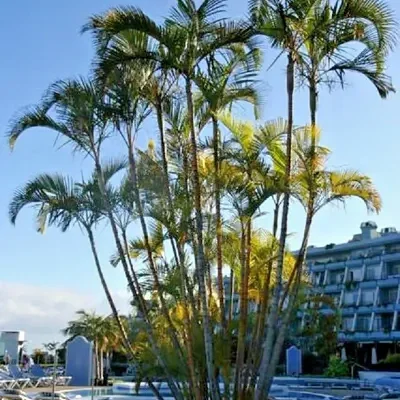 Dypsis lutescens - Golden Cane Palm, Areca Palm