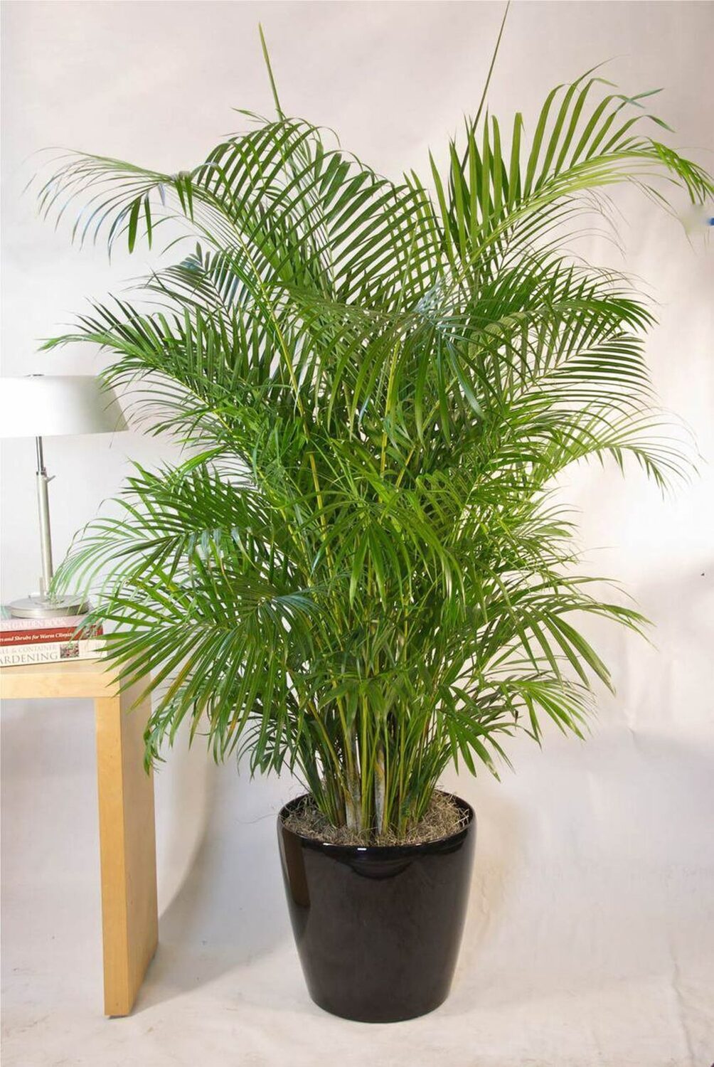 Dypsis lutescens - Golden Cane Palm, Areca Palm - Image 3