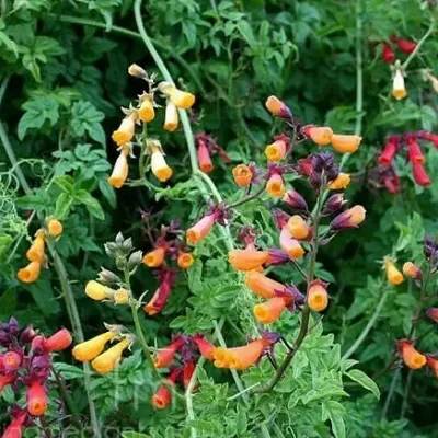 Eccremocarpus scaber 'Mix' - Chilean glory-flower, Chilean glory creeper, Glory of Chile