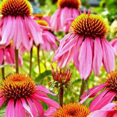 Echinacea purpurea - Echinacea, Equinácea, Equinacia, Cone Flower, Rudbeckia