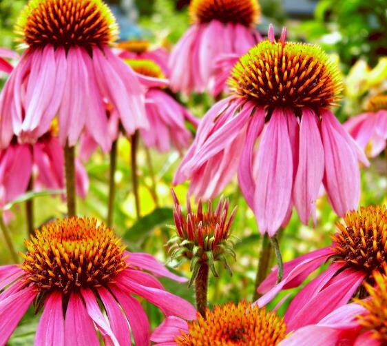 Echinacea purpurea - Echinacea, Equinácea, Equinacia, Cone Flower, Rudbeckia