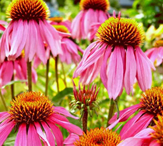 Echinacea purpurea - Echinacea, Equinácea, Equinacia, Cone Flower, Rudbeckia