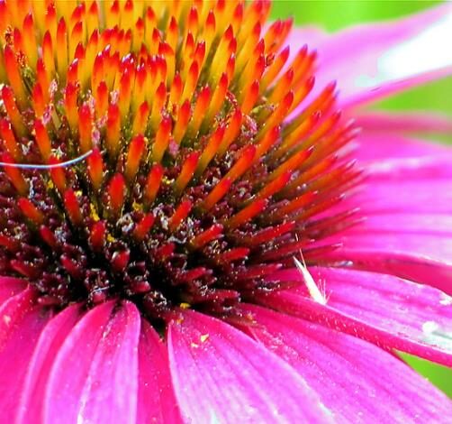 Echinacea purpurea - Echinacea, Equinácea, Equinacia, Cone Flower, Rudbeckia - Image 3