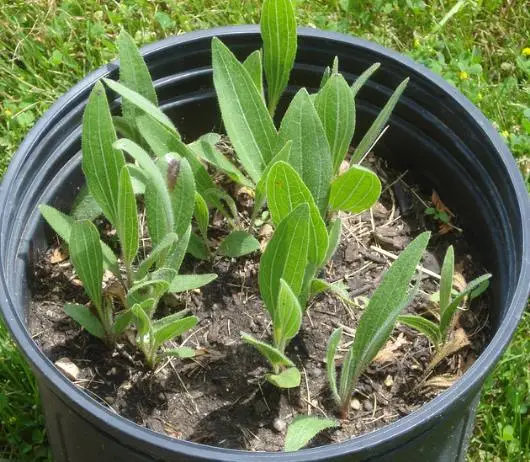 Echinacea purpurea - Echinacea, Equinácea, Equinacia, Cone Flower, Rudbeckia - Image 4
