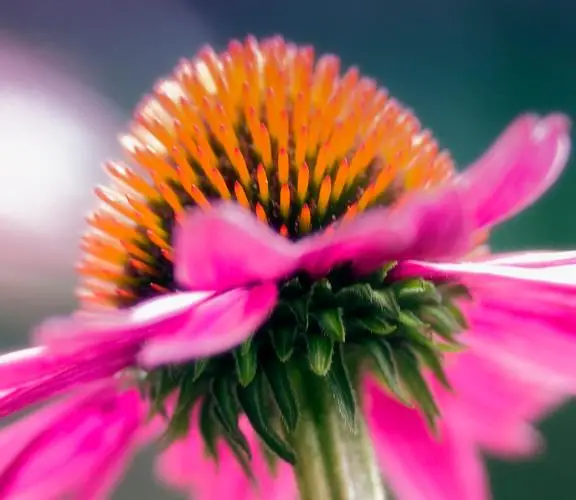 Echinacea purpurea - Echinacea, Equinácea, Equinacia, Cone Flower, Rudbeckia - Image 6
