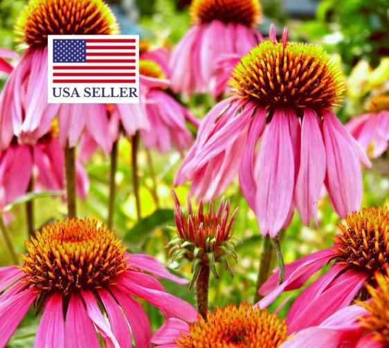 Echinacea purpurea - Echinacea, Equinácea, Equinacia, Cone Flower, Rudbeckia - Image 8