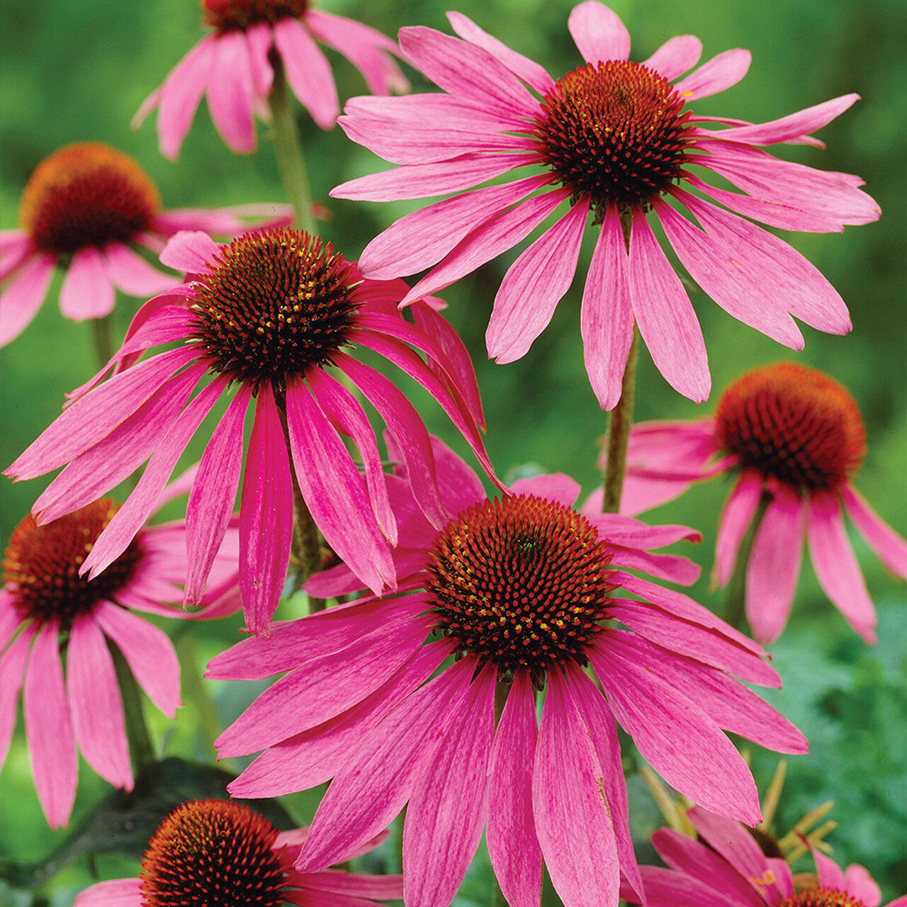 Echinacea purpurea - Echinacea, Equinácea, Equinacia, Cone Flower, Rudbeckia - Image 9