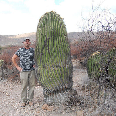 Echinocactus platyacanthus - Giant Barrel Cactus