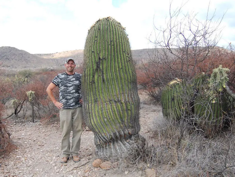 Echinocactus platyacanthus - Giant Barrel Cactus