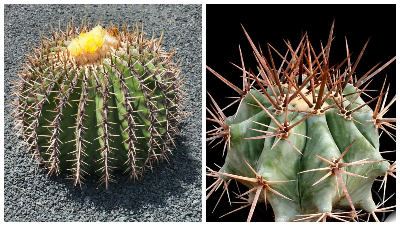 Echinocactus platyacanthus - Giant Barrel Cactus - Image 2
