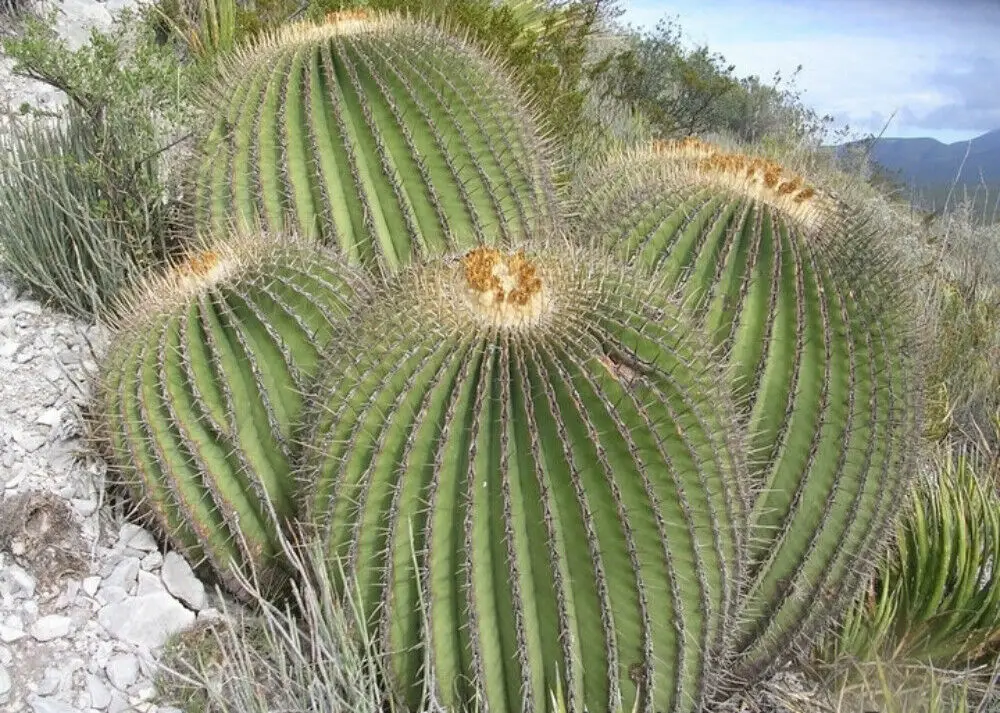 Echinocactus platyacanthus - Giant Barrel Cactus - Image 4