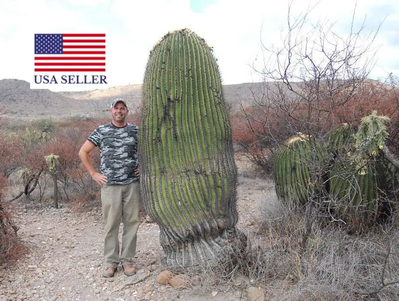 Echinocactus platyacanthus - Giant Barrel Cactus - Image 6