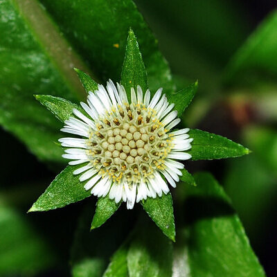Eclipta prostrata - Eclipta, False Daisy, Ink Plant, Mayweed, Pie Plant, Poison Daisy, Stinking Chamomile, Yerba-de-tajo, Zarzaparrilla