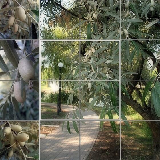 Elaeagnus angustifolia - Russian Olives Tree, Oleaster, Parrot Olive Tree - Image 9