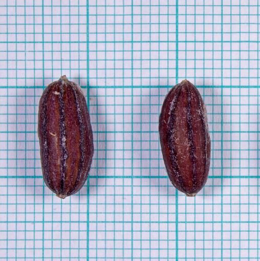 Elaeagnus angustifolia - Russian Olives Tree, Oleaster, Parrot Olive Tree - Image 10