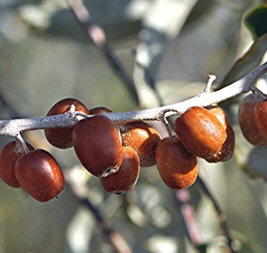 Elaeagnus angustifolia - Russian Olives Tree, Oleaster, Parrot Olive Tree - Image 11