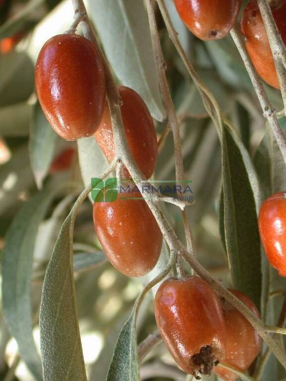 Elaeagnus angustifolia - Russian Olives Tree, Oleaster, Parrot Olive Tree - Image 16