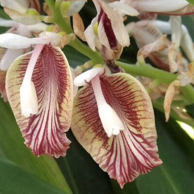 Elettaria cardamomum - True Cardamom, Green Cardamom