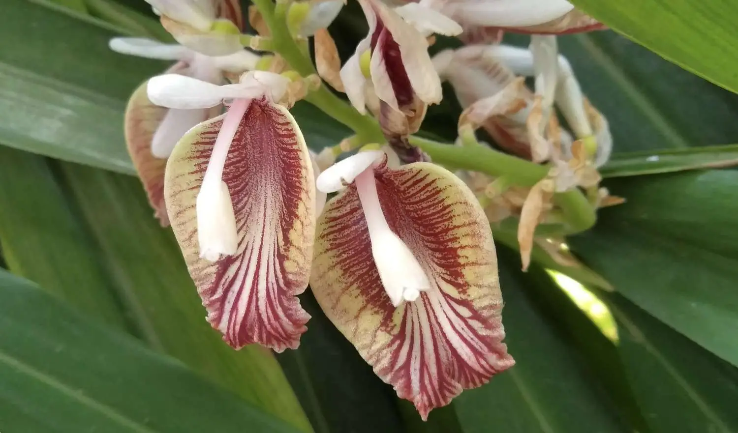 Elettaria cardamomum - True Cardamom, Green Cardamom