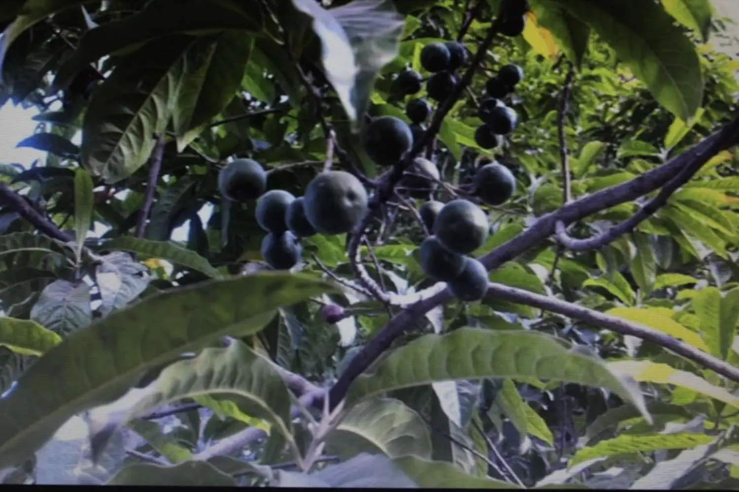 Elettaria cardamomum - True Cardamom, Green Cardamom - Image 3