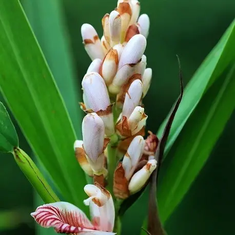 Elettaria cardamomum - True Cardamom, Green Cardamom - Image 5