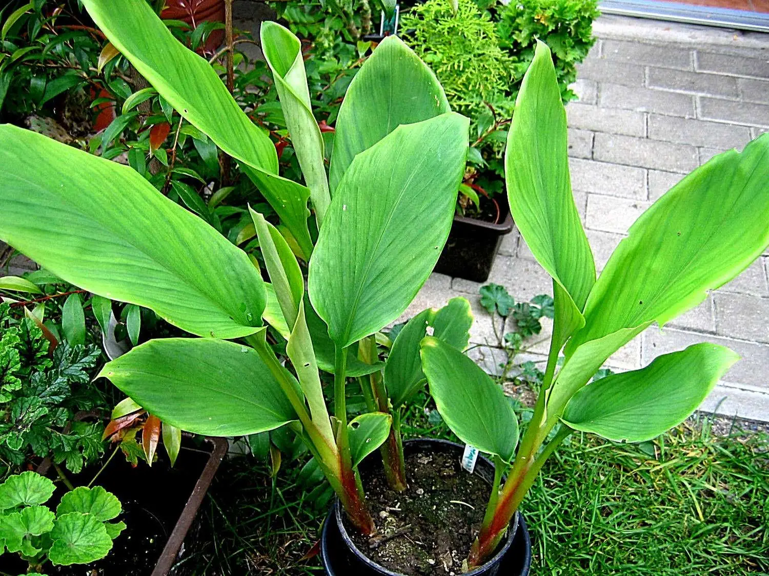 Elettaria cardamomum - True Cardamom, Green Cardamom - Image 7