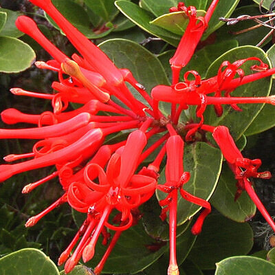 Embothrium coccineum - Chilean Fire Tree, Flame Flower