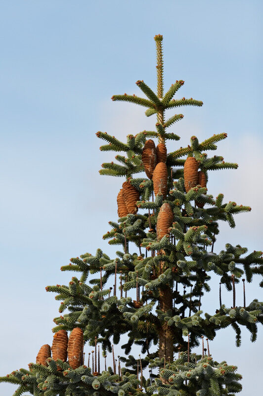 Embothrium coccineum - Chilean Fire Tree, Flame Flower - Image 6