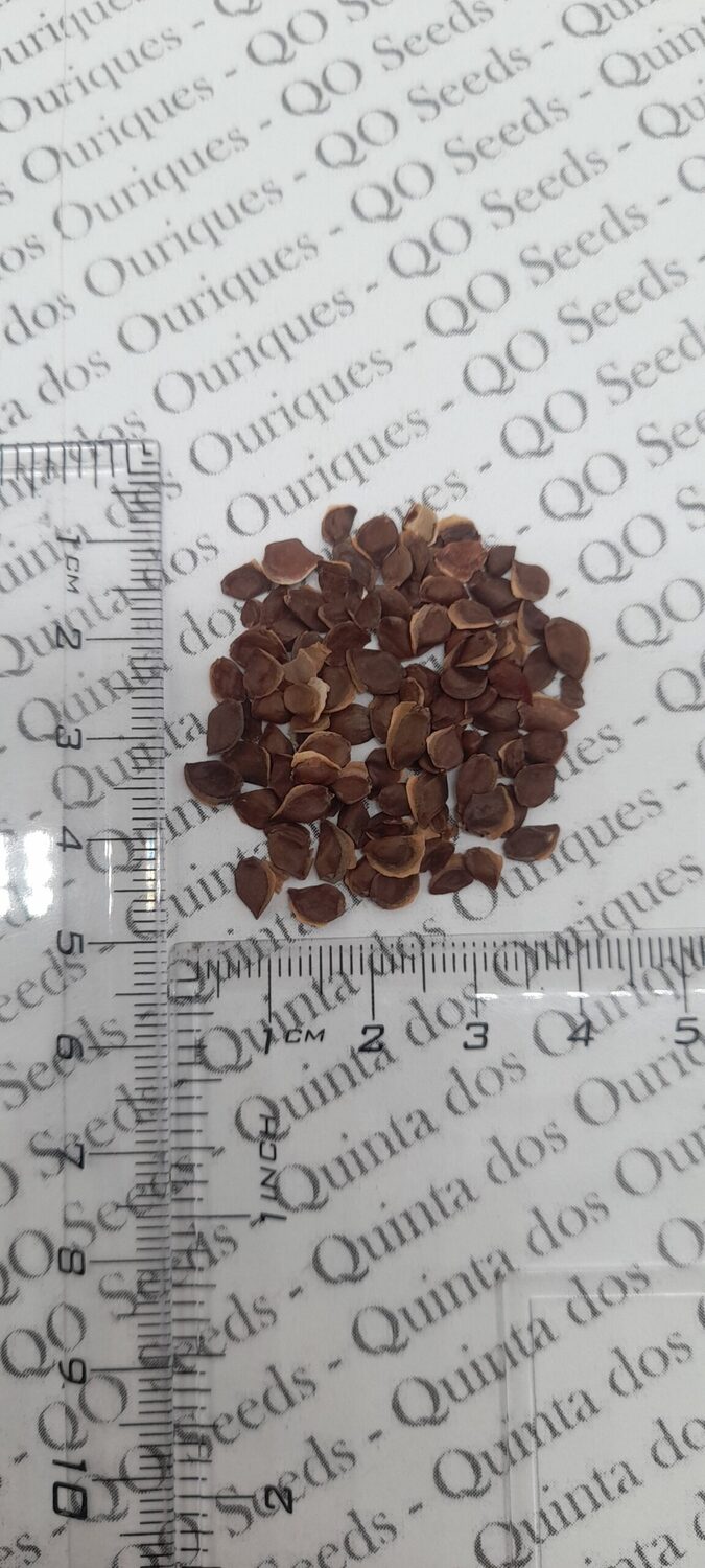 Embothrium coccineum - Chilean Fire Tree, Flame Flower - Image 8