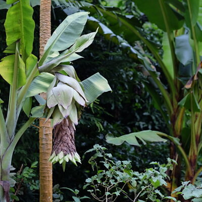 Ensete glaucum - Snow Banana, Blue Banana, Wild Banana