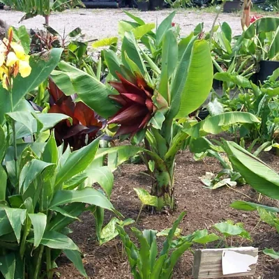 Ensete lecongkietii - Orphan Banana