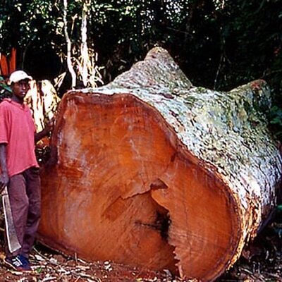 Entandrophragma caudatum sprague - Mountain Mahogany