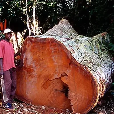 Entandrophragma caudatum sprague - Mountain Mahogany