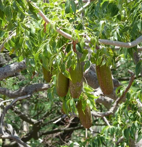 Entandrophragma caudatum sprague - Mountain Mahogany - Image 4