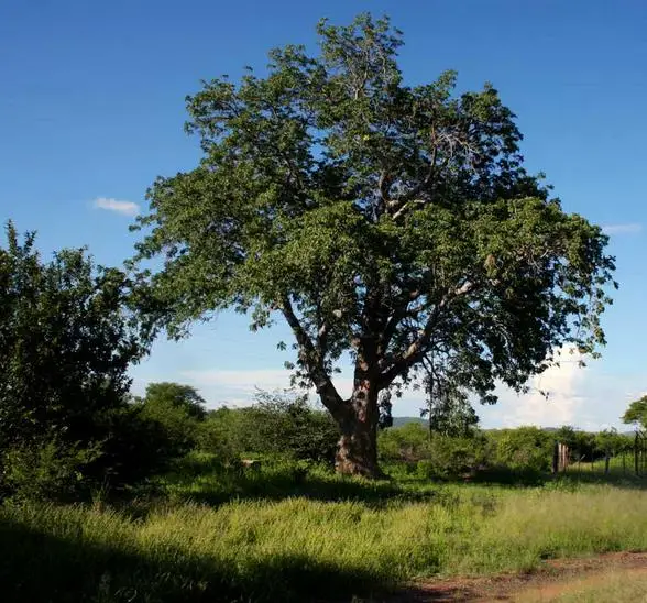 Entandrophragma caudatum sprague - Mountain Mahogany - Image 6