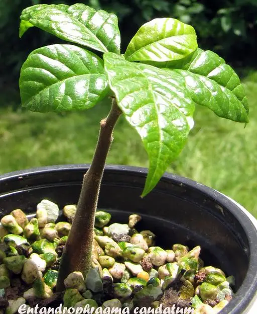 Entandrophragma caudatum sprague - Mountain Mahogany - Image 8