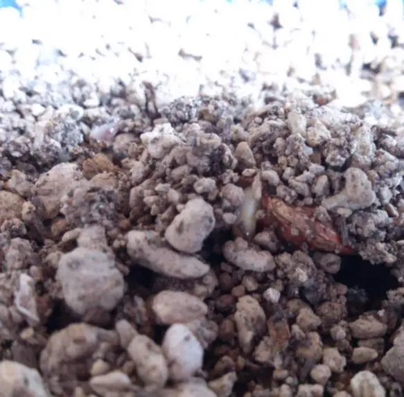 Entandrophragma caudatum sprague - Mountain Mahogany - Image 9