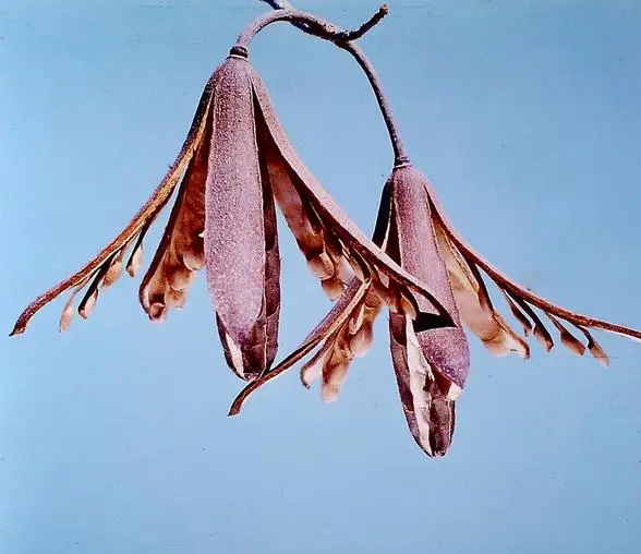 Entandrophragma caudatum sprague - Mountain Mahogany - Image 11