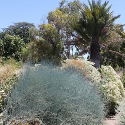 Ephedra nevadensis - nevada ephedra, nevada mormon tea, desert tea