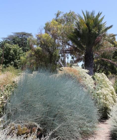 Ephedra nevadensis - nevada ephedra, nevada mormon tea, desert tea