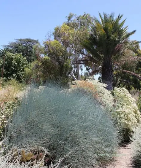 Ephedra nevadensis - nevada ephedra, nevada mormon tea, desert tea