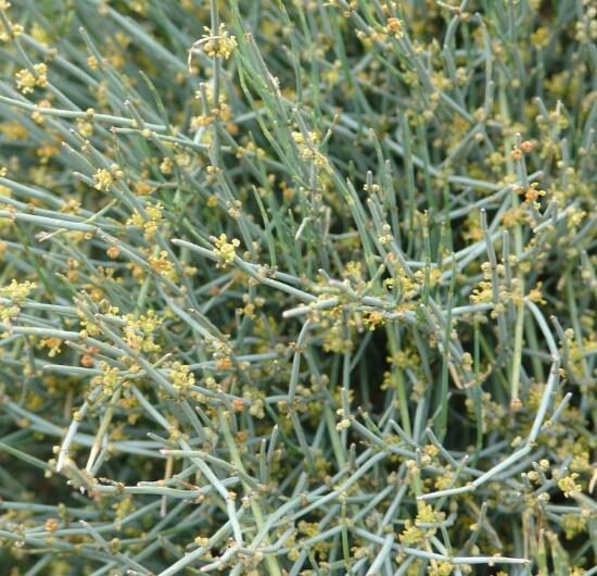 Ephedra nevadensis - nevada ephedra, nevada mormon tea, desert tea - Image 3