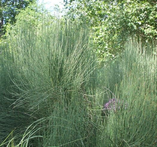 Ephedra nevadensis - nevada ephedra, nevada mormon tea, desert tea - Image 4